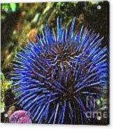 Blue Sea Urchin 2 Acrylic Print