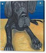 Blue The Great Dane Pup Acrylic Print