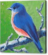 Bluebird In Spring Acrylic Print