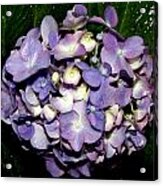 Blueish Purple Hydrangea At Nighfall Acrylic Print