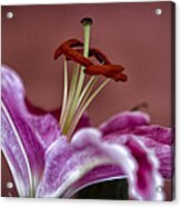 Blushing Bloom Acrylic Print