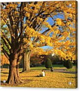 Boston Public Gardens Ginkgo Tree Foliage Acrylic Print