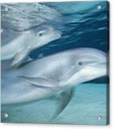 Bottlenose Dolphin Mother And Young Acrylic Print