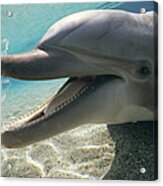Bottlenose Dolphin Playing With Plastic Acrylic Print
