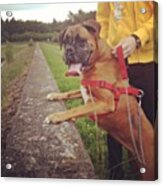 #boxer #dog # Acrylic Print