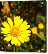 Bright And Yellow Acrylic Print