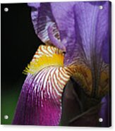Brilliant Purple Iris Flower Iii Acrylic Print