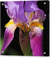 Brilliant Purple Iris Flower Acrylic Print
