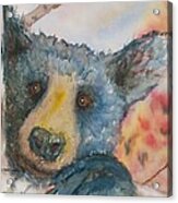 Brother Bear Acrylic Print