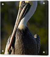 Brown Pelican Acrylic Print