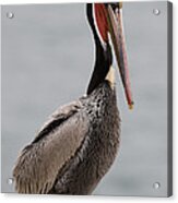 Brown Pelican In Breeding Plumage La Acrylic Print