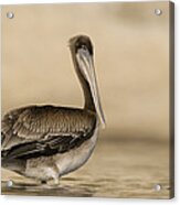 Brown Pelican Juvenile Standing Acrylic Print