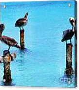 Brown Pelicans In Aruba Acrylic Print