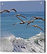 Brown Pelicans Acrylic Print