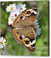 Buckeye Butterfly Acrylic Print