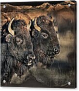 Buffalo Head Acrylic Print