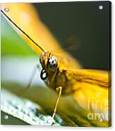 Bug Out Acrylic Print