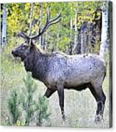 Bull Elk Acrylic Print