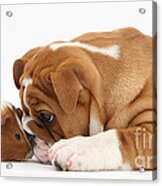 Bulldog Pup And Guinea Pig Acrylic Print