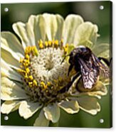 Bumble Bee Acrylic Print