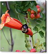 Bumblebee On The Red Trumpet Acrylic Print