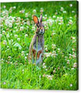 Bunny Acrylic Print