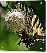 Butterfly 3 Acrylic Print