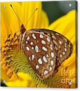 Butterfly Beauty Acrylic Print