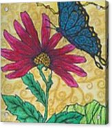 Butterfly Explorations Acrylic Print