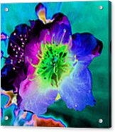 Butterfly Flower Acrylic Print