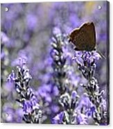 Butterfly Gathering Nectar From Lavender Flowers Acrylic Print