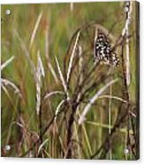 Butterfly In Flight Acrylic Print