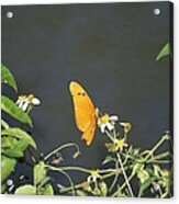 Butterfly Acrylic Print