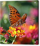 Butterfly Landing Acrylic Print