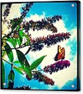 Butterfly Love Acrylic Print