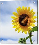 Butterfly On A Sunflower Acrylic Print