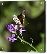 Butterfly On Phlox Bloom Acrylic Print