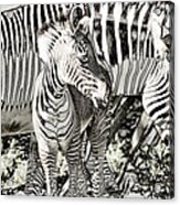 Bw Zebra Acrylic Print