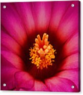 Cactus Flower Acrylic Print