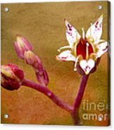 Cactus Flower On Texture Acrylic Print