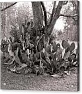 Cactus Tree Acrylic Print