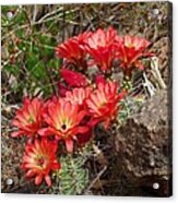 Cactus With Coral Flowers Acrylic Print