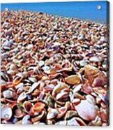 Caladesi Shells I Acrylic Print