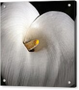 Calla Lily Acrylic Print