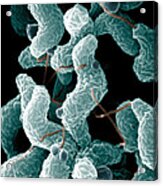 Campylobacter Bacteria Acrylic Print