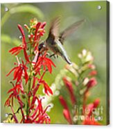 Cardinal Flower And Hummingbird 1 Acrylic Print