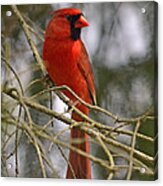 Cardinal In Spruce Acrylic Print