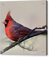 Cardinal On Gray Acrylic Print