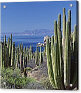 Cardon Pachycereus Pringlei Cactus Acrylic Print