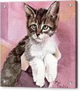 Carlisle - Kitten Acrylic Print